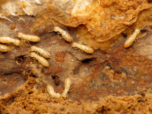subterranean termites clearwater